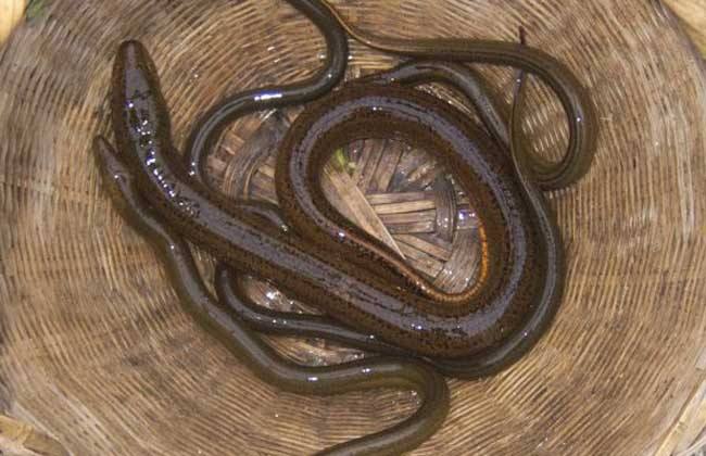 5种食物易含寄生虫最好不要生吃,4种食物不要让小孩吃影响智力