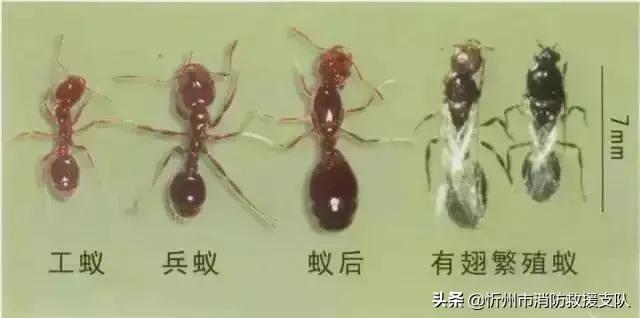 食人蚁袭击人类,一口气看完食人蚁袭击人类