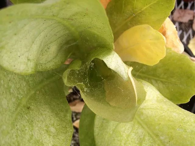 养花过程中如何防止虫害,养花预防虫害最简单的方法