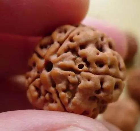 金刚里面的恶心蠕虫,金刚里面有虫子说明什么