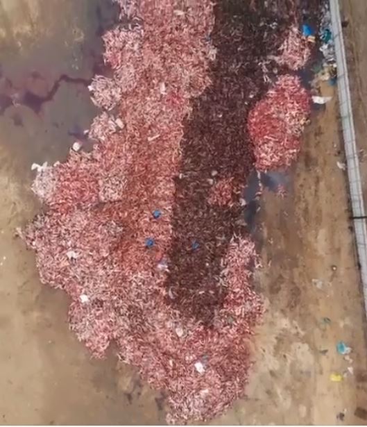 狐狸被扒了皮后还能活吗,狐狸被扒了皮后还活着的视频