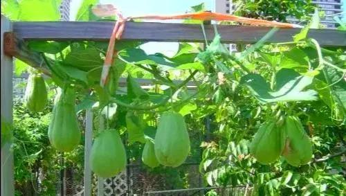 纯真年代（15）贵州安顺佛手玉润念佛手瓜