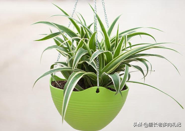 夏季花盆怎么防止太阳晒热,阳台花盆土壤潮湿用风扇吹有用吗