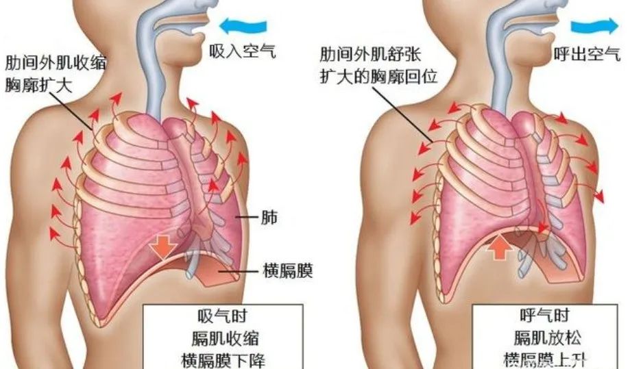 肺部疾病会引起气胸吗,肺漏气引起气胸多久能治好