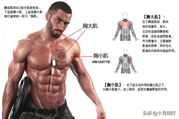 只用两个哑铃如何练出胸肌,怎么简单有效练出胸肌