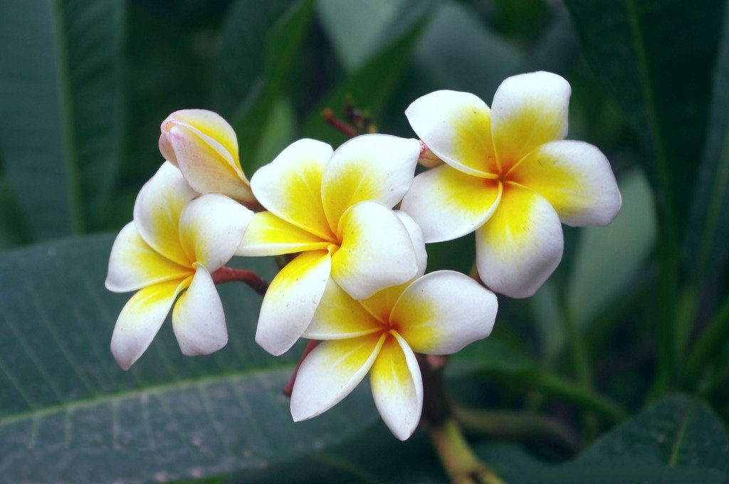 在花卉世界里，我最喜欢的20种美丽的花，花香花美