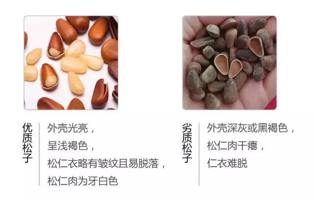 电视台曝光！这种坚果过年别买，这里教你如何选购？