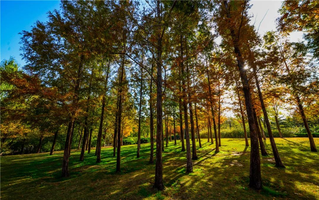 济南森林公园雪景,济南最美森林公园