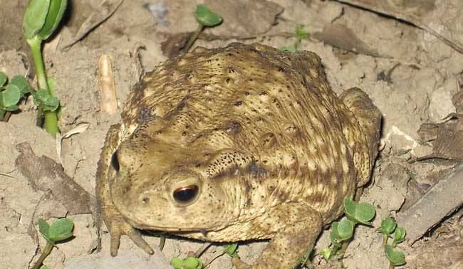 世界上最毒的10种蟾蜍是哪10种,有剧毒的蛤蟆蟾蜍