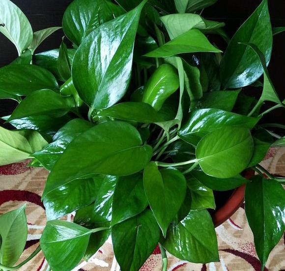 绿萝越养叶子越小,绿萝换盆后发蔫发黄烂根