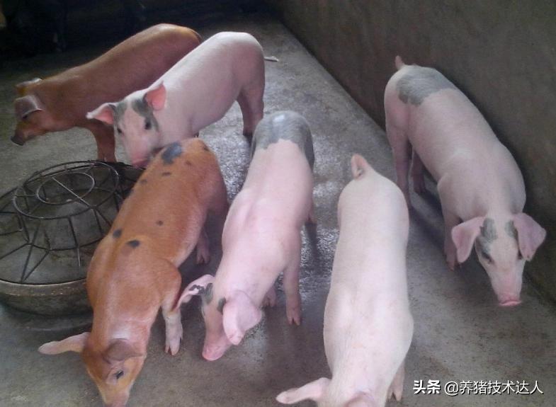 保育小猪咳嗽用什么药治疗,小猪反反复复咳嗽