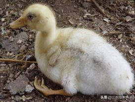 有鸡瘟咋办,鸭瘟鸡瘟最快的解决方法