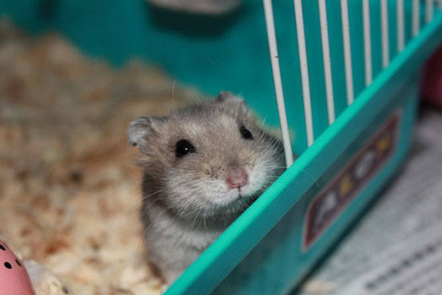 仓鼠用什么东西能做磨牙棒更省钱,如何给仓鼠做磨牙棒无五谷粉