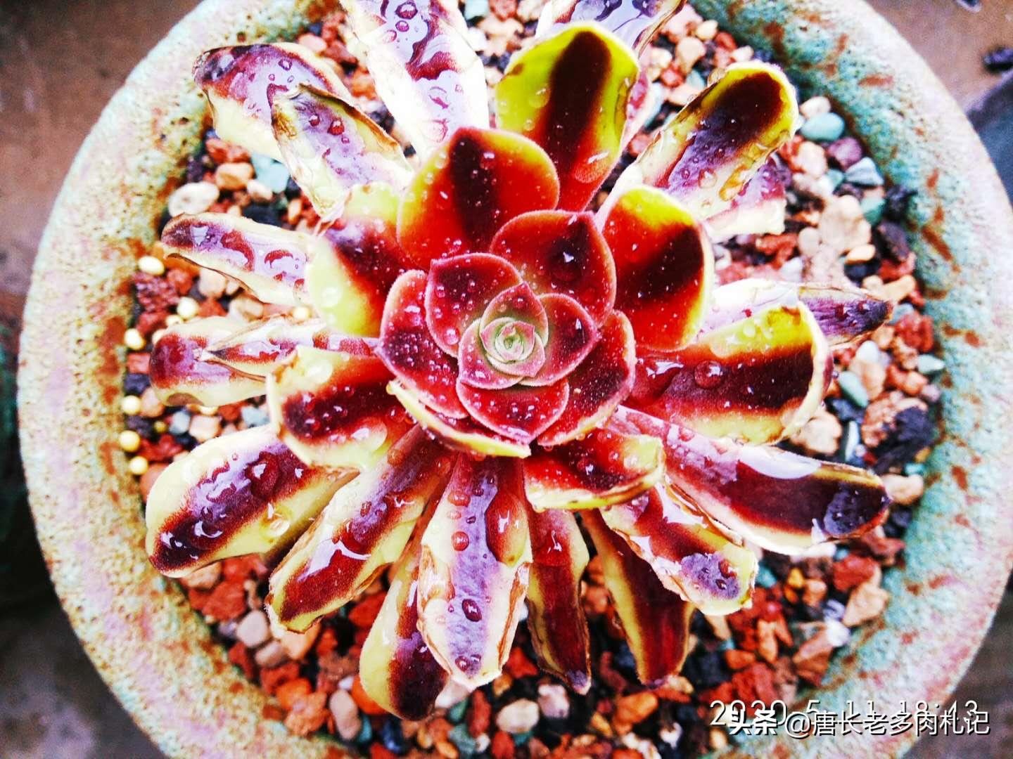 多肉法师舍不得买老桩？秋天入手小的也行，拿回家这样种很快服盆