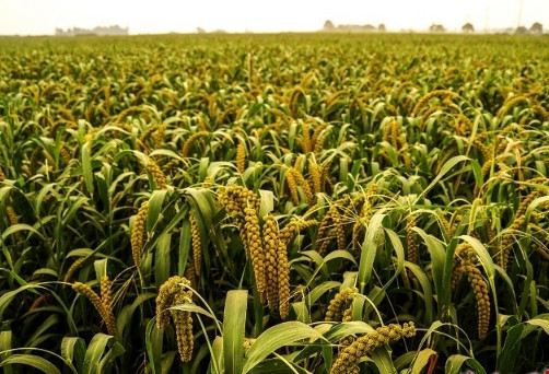 “金珠”不换的沁州黄，为什么如此受欢迎