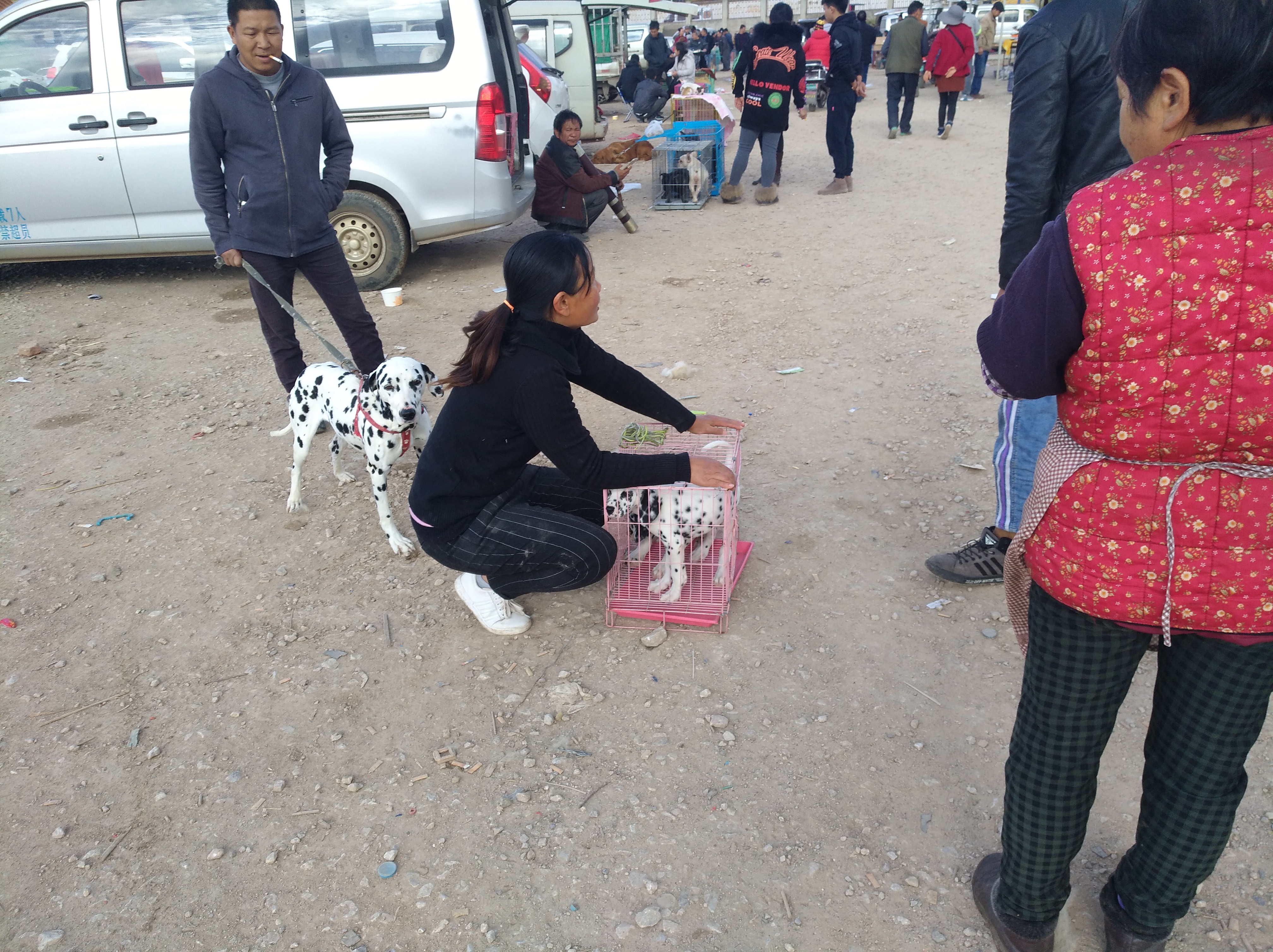 山东狗市斑点狗,小斑点狗多少钱一只