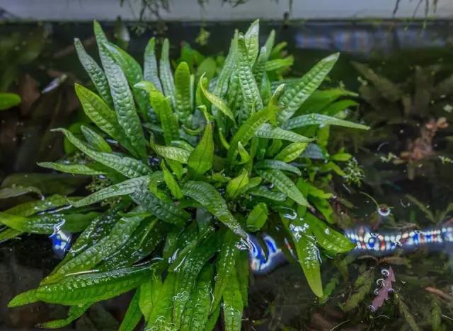 本色水景水草造景培训,本色水景水草培训