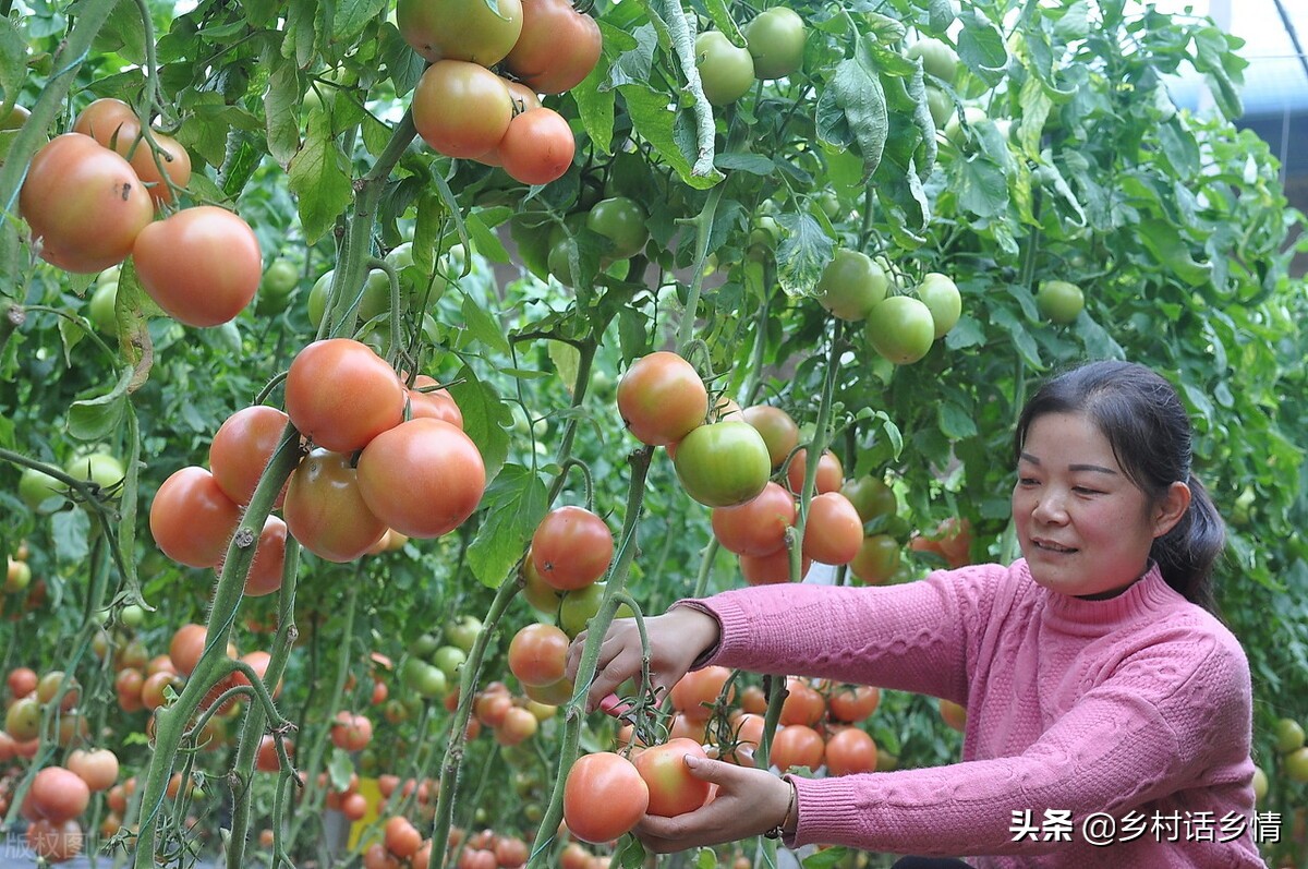 种植经验分享盆栽,种植经验分享活动方案