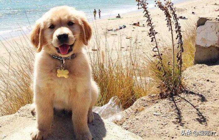 犬种智商,犬种智商排名第一名金毛