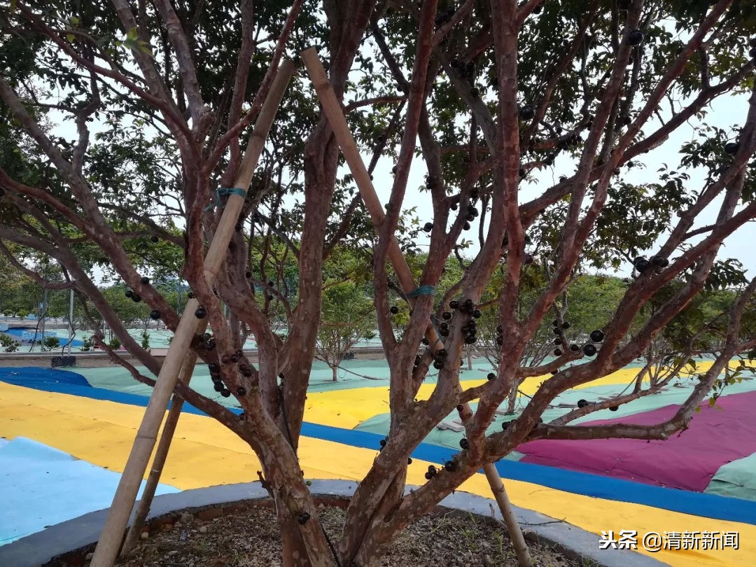 神奇!太平金门有种长在树干上的果子!