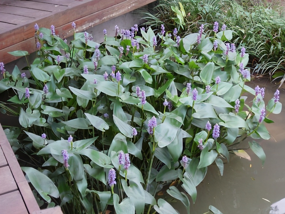 房内大缸水养植物,喝水的缸子养什么植物好看