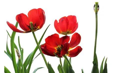 水养郁金香怎么养,郁金香花语及寓意