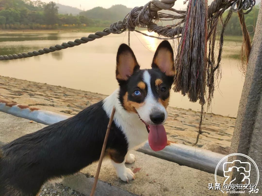 广州南沙黄山鲁森林公园攻略,广州附近可以带宠物的旅游景点