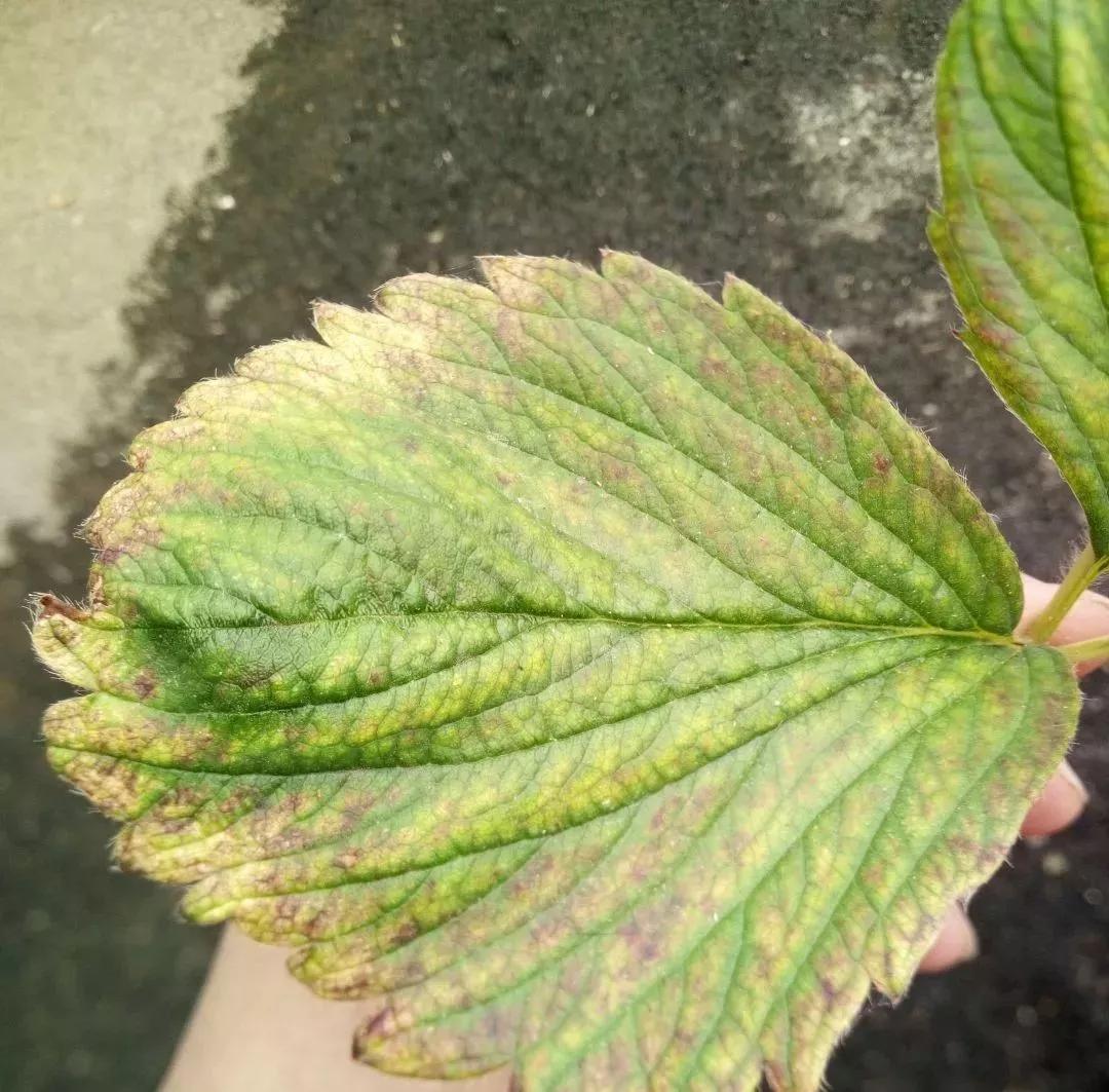 草莓地的红蜘蛛,红蜘蛛草莓园