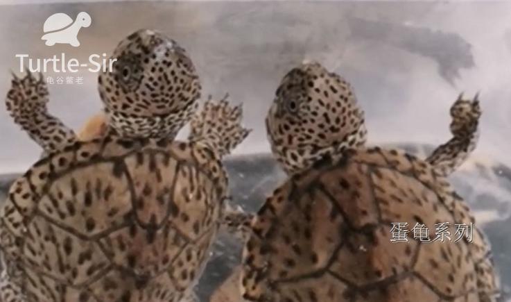 虎纹蛋龟巨头蛋龟哪个好养,巨头蛋龟和剃刀蛋龟的繁殖季节