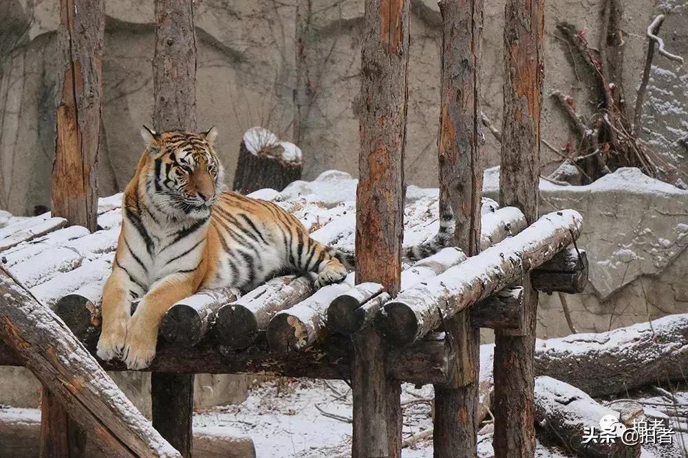 北京迎初雪9只熊猫,北京喜迎初雪去北京动物园看熊猫