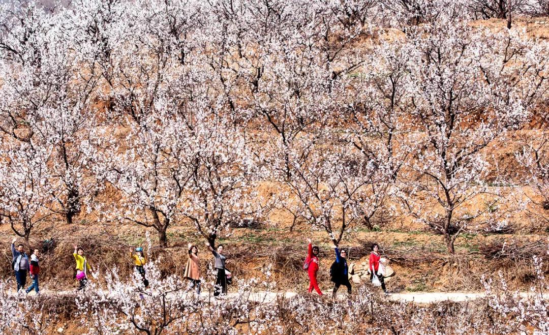 天津春天最美的花园,天津春天去赏花