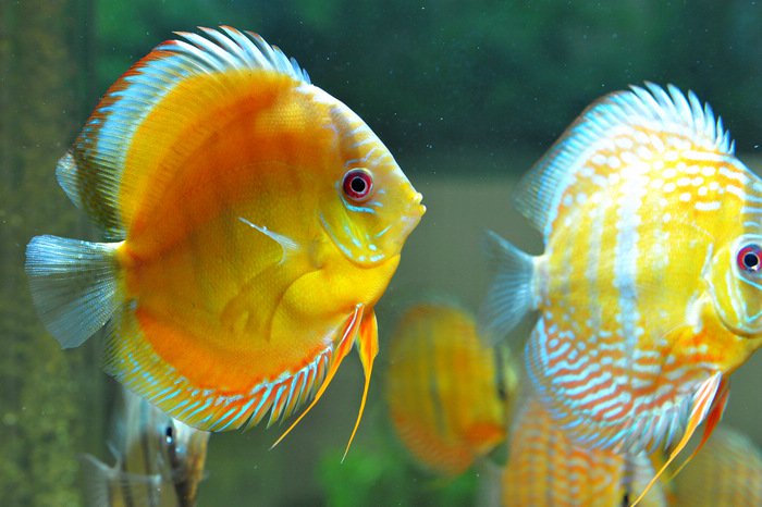 七彩神仙爱好者,野生七彩神仙开口