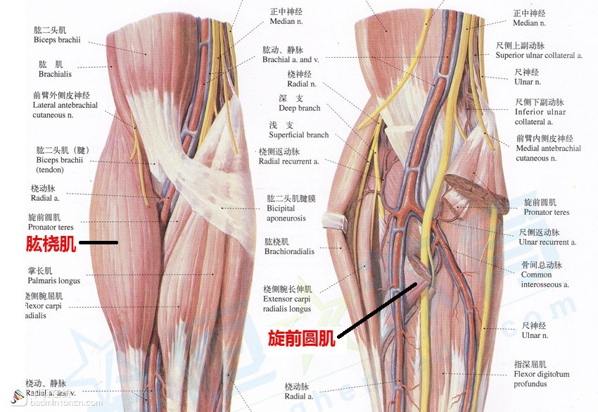 打羽毛球前热身动作防止膝盖受伤,跑步前保护膝盖热身运动视频