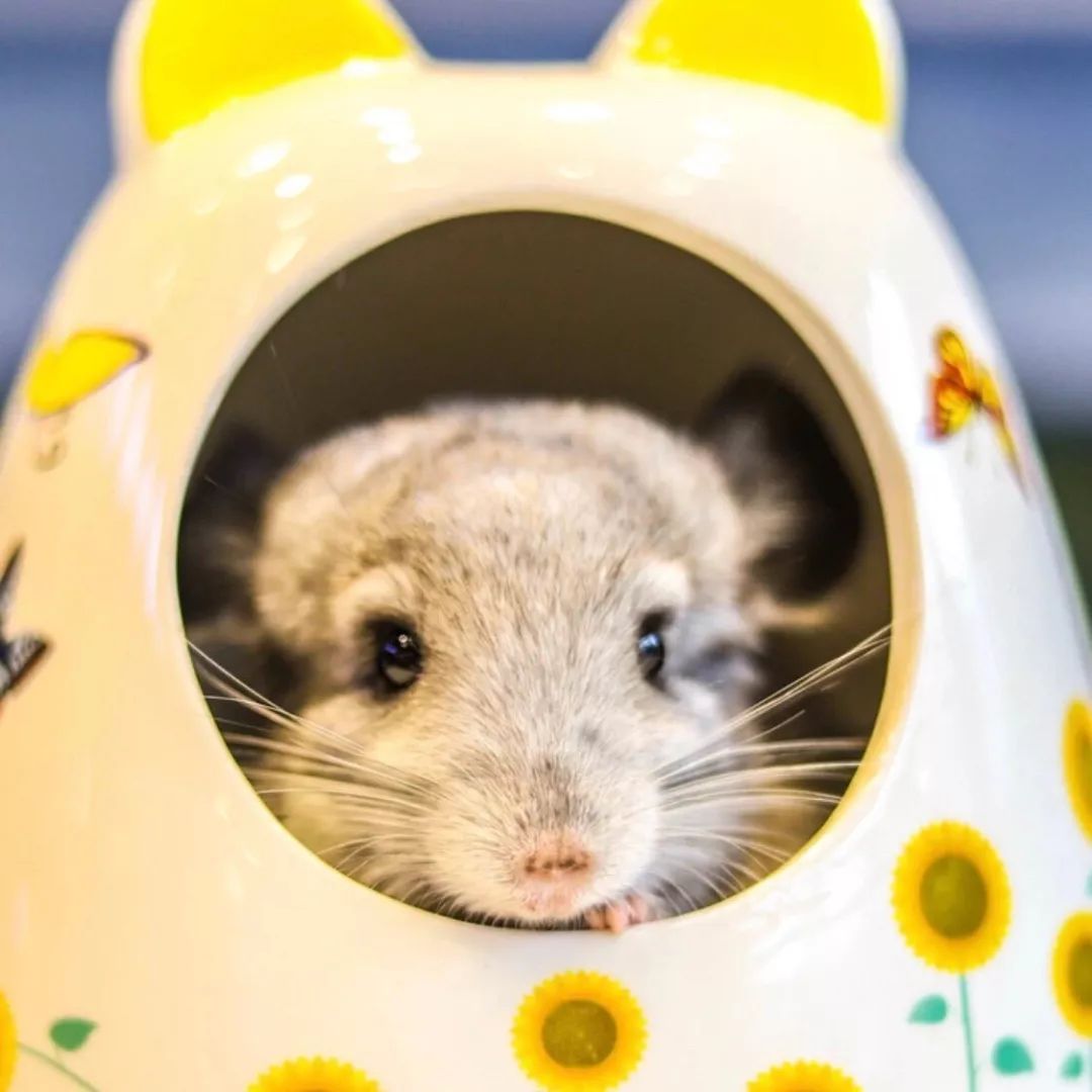 2019宠物排名,2022宠物排行榜