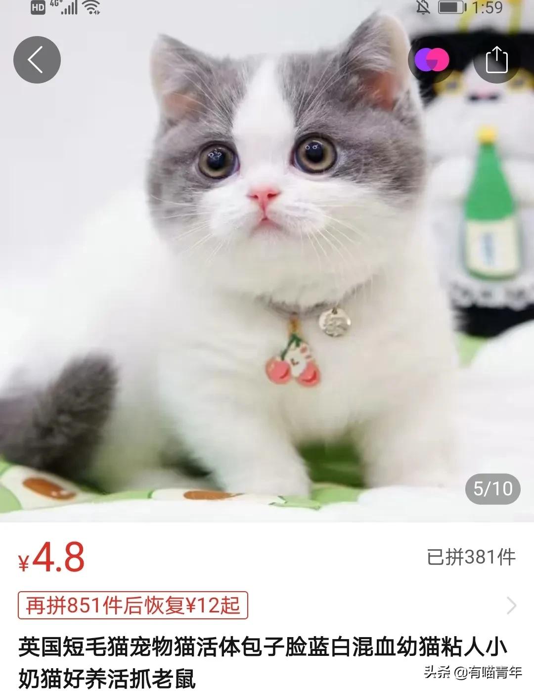 pdd买猫和老鼠,pdd两百买的猫