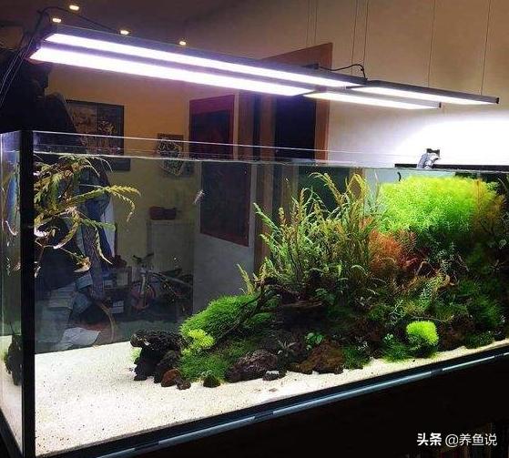 鱼缸放硝化细菌有什么作用,鱼缸如何正确使用硝化细菌