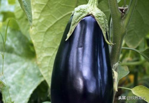 怀孕期间这七种蔬菜不要乱吃,怀孕期间的蔬菜孕妈最好忌口