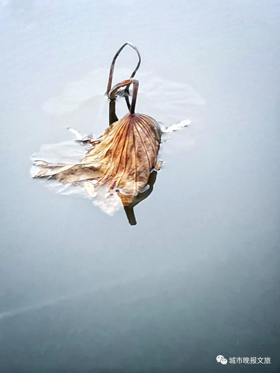 城晚拍拍丨秋色如画