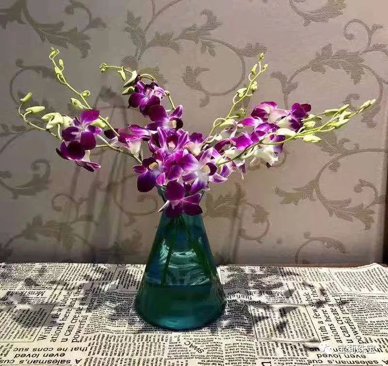 泰国洋兰如何养护和管理,洋兰玫瑰养护方法有哪些