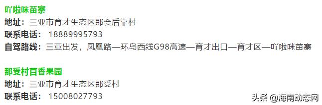 趁着春光出游海南,趁着春光明媚去旅行