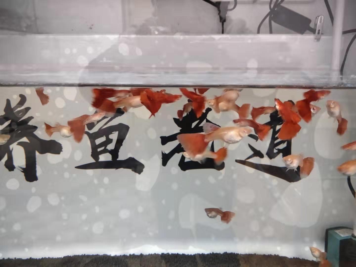 孔雀鱼刚到家怎么处理,怎么判断孔雀鱼生病了