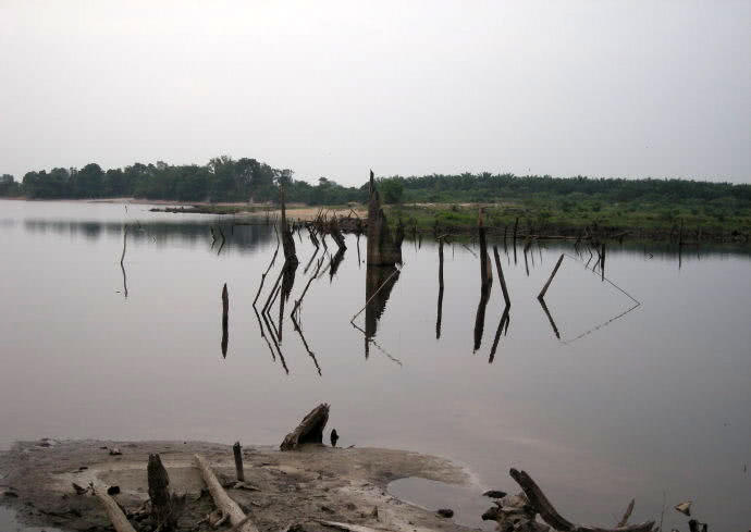 孔雀鱼凶猛,美丽凶猛观赏鱼