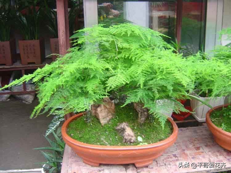 文竹烂根怎么补救,文竹烂根怎么办如何补救