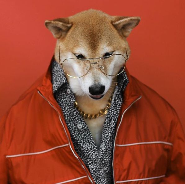 帅到各种时尚大牌求合作,它居然是条狗……你们信吗?