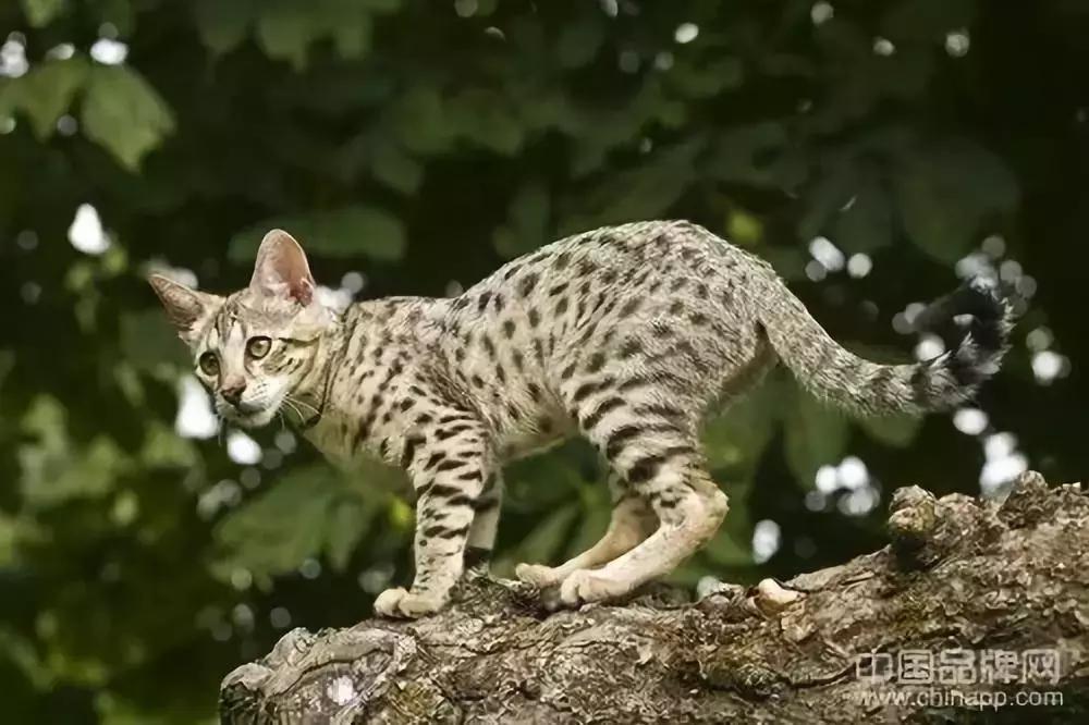 只求最贵不求最好视频,只求最贵是哪部电影台词