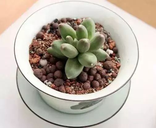 多肉早安图片大全,多肉大全100图