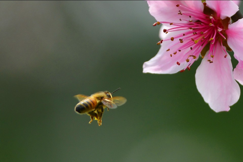 蜜蜂的美丽高清图片大全,蜜蜂高清照