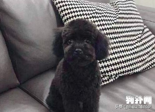 黑色泰迪褪色后什么样,黑色泰迪多大开始褪色