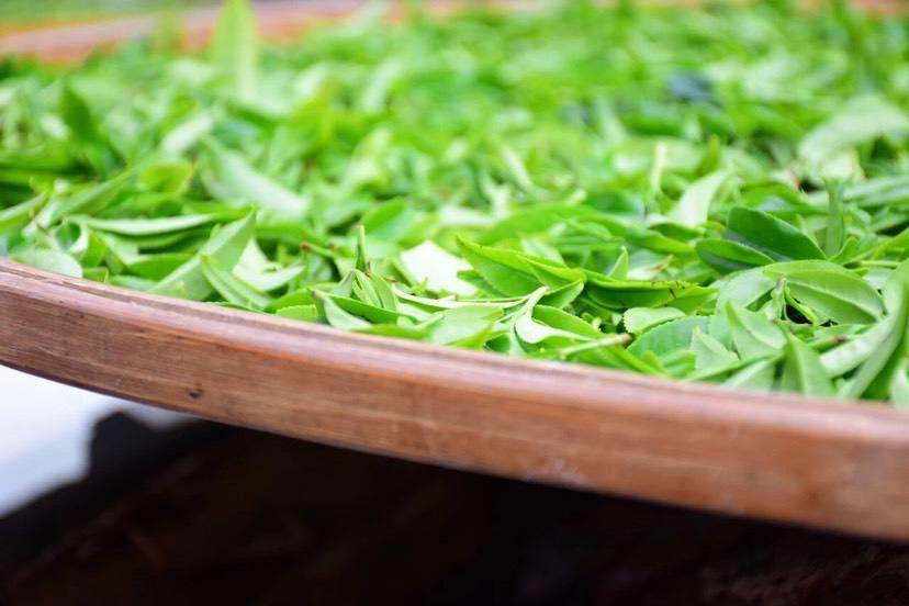 非遗政和白茶技术,非遗乌龙茶制作技艺