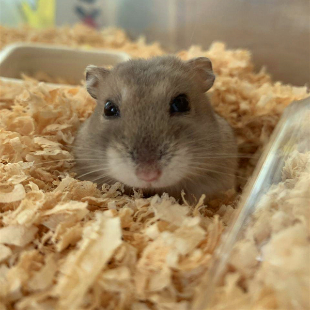 仓鼠中暑没心跳了怎么办,仓鼠怎么防中暑